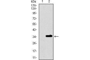 Western blot analysis using P2RY13 mAb against HEK293 (1) and P2RY13 (AA: 1-49)-hIgGFc transfected HEK293 (2) cell lysate.