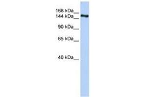 Image no. 1 for anti-Zinc Finger Protein 236 (ZNF236) (AA 1541-1590) antibody (ABIN6742816) (ZNF236 抗体  (AA 1541-1590))
