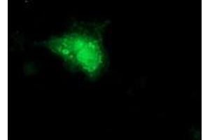 Anti-SMS mouse monoclonal antibody (ABIN2454713) immunofluorescent staining of COS7 cells transiently transfected by pCMV6-ENTRY SMS (RC200619). (SMS 抗体)