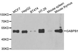 Western blot analysis of extracts of various cell lines, using GABPB1 antibody. (GABPB1 抗体)