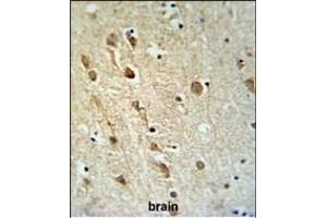 ZRANB1 Antibody (C-term) (ABIN653787 and ABIN2843072) IHC analysis in formalin fixed and paraffin embedded brain tissue followed by peroxidase conjugation of the secondary antibody and DAB staining. (ZRANB1 抗体  (C-Term))