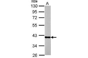 WB Image Sample (20 ug of whole cell lysate) A: mouse Liver 10% SDS PAGE antibody diluted at 1:30000 (OTC 抗体)