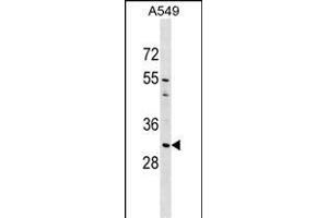 AQP1 Antibody (C-term) (ABIN1536913 and ABIN2849410) western blot analysis in A549 cell line lysates (35 μg/lane). (Aquaporin 1 抗体  (C-Term))