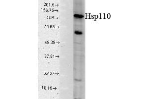 Western blot analysis of Human Cell line lysates showing detection of HSP110 protein using Rabbit Anti-HSP110 Polyclonal Antibody (ABIN863193 and ABIN863194). (HSPA4 抗体)