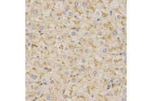 Immunohistochemistry (IHC) image for anti-Prosaposin (PSAP) (AA 60-310) antibody (ABIN3022606) (Prosaposin 抗体  (AA 60-310))