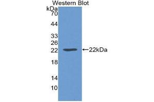 Western Blotting (WB) image for anti-Leptin (LEP) (AA 22-167) antibody (ABIN3201294) (Leptin 抗体  (AA 22-167))