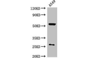 Western Blot Positive WB detected in: A549 whole cell lysate All lanes: CIAO3 antibody at 2. (CIAO3 (AA 2-265) 抗体)
