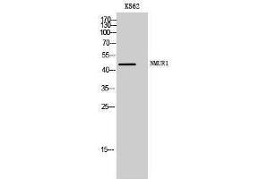 Western Blotting (WB) image for anti-Neuromedin U Receptor 1 (NMUR1) (N-Term) antibody (ABIN3185926) (NMUR1 抗体  (N-Term))