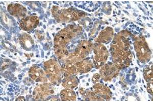 Immunohistochemical staining (Formalin-fixed paraffin-embedded sections) of human kidney with BHMT polyclonal antibody  at 4-8 ug/mL working concentration. (BHMT 抗体  (N-Term))