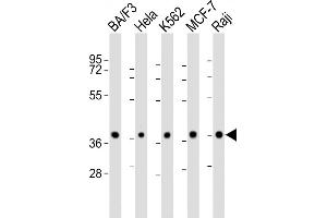 Western Blotting (WB) image for anti-Protein Phosphatase 2A Activator, Regulatory Subunit 4 (PPP2R4) (AA 3-35) antibody (ABIN6243953)