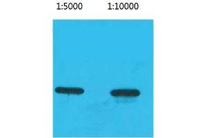 Western Blot (WB) analysis of Recombinant ECFP Protein using ECFP-Tag Monoclonal Antibody. (ECFP 抗体)