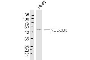 HL60 lysates probed with NUDCD3 Polyclonal Antibody, Unconjugated  at 1:300 dilution and 4˚C overnight incubation. (NUDCD3 抗体  (AA 161-260))