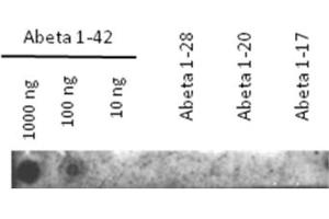 Western Blotting (WB) image for anti-Amyloid beta 1-42 (Abeta 1-42) antibody (ABIN334634) (Abeta 1-42 抗体)