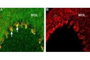 Expression of Caspr2 in rat cerebellum - Immunohistochemical staining of rat brain frozen sections using Anti-Caspr2 Antibody (ABIN7043084, ABIN7045145 and ABIN7045146), (1:200), (green). (CNTNAP2 抗体  (C-Term, Intracellular))