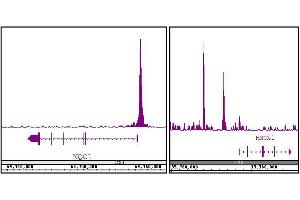 NRF2 antibody (pAb) tested by ChIP-Seq. (NRF2 抗体)