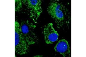 Immunofluorescence (IF) image for anti-Protein Disulfide Isomerase Family A, Member 3 (PDIA3) (C-Term) antibody (ABIN1440039)
