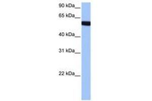 Image no. 1 for anti-Zinc Finger Protein 891 (ZNF891) (AA 282-331) antibody (ABIN6741092) (Zinc Finger Protein 891 (ZNF891) (AA 282-331) 抗体)