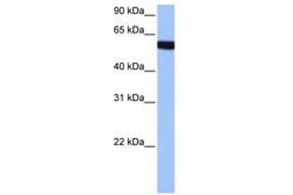 Zinc Finger Protein 891 (ZNF891) (AA 282-331) antibody