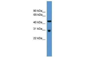 Pdyn antibody used at 0. (PDYN 抗体  (Middle Region))