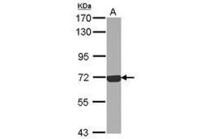 Image no. 2 for anti-Complement Component C9 (C9) (Internal Region) antibody (ABIN1496002) (C9 抗体  (Internal Region))