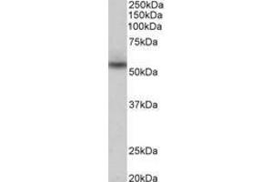Image no. 1 for anti-MARE (C16orf35) (AA 29-42) antibody (ABIN1103324) (Mare/Nprl3/C16orf35 抗体  (AA 29-42))