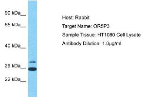 Host: Rabbit Target Name: OR5P3 Sample Type: HT1080 Whole Cell lysates Antibody Dilution: 1. (OR5P3 抗体  (C-Term))