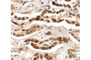 Immunohistochemistry of LZTS2 in human kidney tissue with LZTS2 Antibody at 2. (LZTS2 抗体  (N-Term))