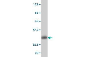 Western Blot detection against Immunogen (35. (CGRP 抗体  (AA 52-141))
