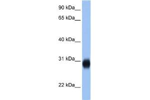 WB Suggested Anti-RAB3D Antibody Titration:  2. (RAB3D 抗体  (C-Term))