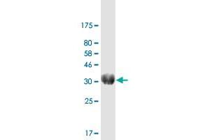 Western Blot detection against Immunogen (21 KDa) . (EPO 抗体  (AA 28-193))