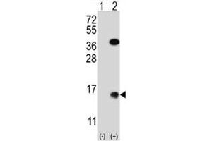 Western blot analysis of SUMO2 antibody and 293 cell lysate (2 ug/lane) either nontransfected (Lane 1) or transiently transfected (2) with the SUMO2 gene. (SUMO2 抗体  (AA 1-30))