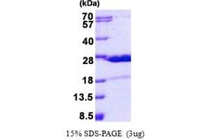 Hematological and Neurological Expressed 1 (HN1) (AA 1-154) protein (His tag)
