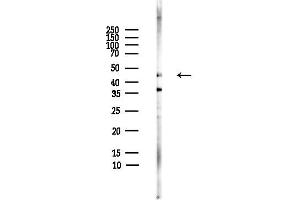 anti-Alpha-2A Adrenergic Receptor (ADRA2A) (Internal Region) antibody