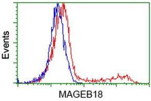 HEK293T cells transfected with either RC206329 overexpress plasmid (Red) or empty vector control plasmid (Blue) were immunostained by anti-MAGEB18 antibody (ABIN2454278), and then analyzed by flow cytometry. (MAGEB18 抗体)