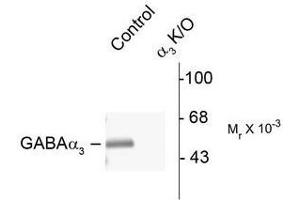 Image no. 1 for anti-gamma-aminobutyric Acid (GABA) A Receptor, alpha 3 (GABRA3) (N-Term) antibody (ABIN372630) (GABRA3 抗体  (N-Term))
