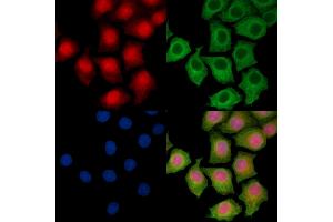 ABIN7095538 and ABIN7099595 staining HepG2 cells by IF/ICC. (SRA1 抗体)