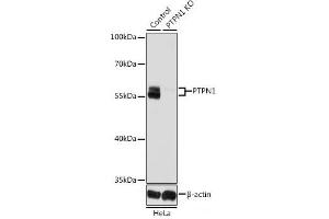 Western blot analysis of extracts from normal (control) and PTPN1 knockout (KO) HeLa cells using PTPN1 Polyclonal Antibody at dilution of 1:1000. (PTPN1 抗体)
