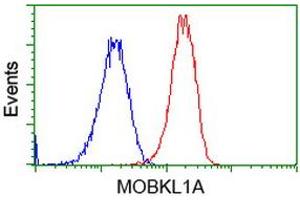 Flow Cytometry (FACS) image for anti-MOB Kinase Activator 1B (MOB1B) antibody (ABIN1499533) (MOBKL1A 抗体)