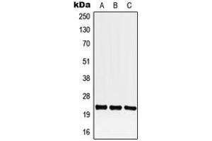 Western blot analysis of CREG1 expression in HEK293T (A), Raw264. (CREG1 抗体  (C-Term))