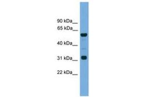 GJa10 抗体  (N-Term)