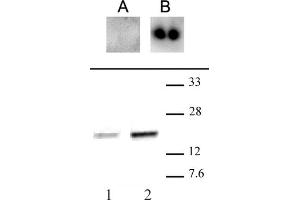 CENP-A phospho Ser18 antibody (pAb) tested by Western blot. (CENPA 抗体  (pSer16))