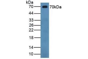 Detection of CHGB in Human Serum using Polyclonal Antibody to Chromogranin B (CHGB) (CHGB 抗体  (AA 496-669))