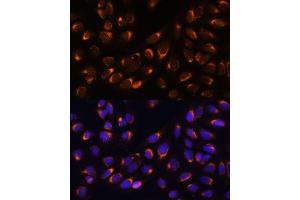 Immunofluorescence analysis of U-2 OS cells using NUCB1 Polyclonal Antibody (ABIN1681132, ABIN3018387, ABIN3018388 and ABIN6220455) at dilution of 1:100 (40x lens). (Nucleobindin 1 抗体  (AA 302-461))