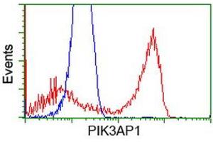 HEK293T cells transfected with either RC214125 overexpress plasmid (Red) or empty vector control plasmid (Blue) were immunostained by anti-PIK3AP1 antibody (ABIN2453460), and then analyzed by flow cytometry. (PIK3AP1 抗体)
