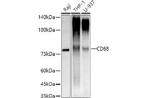 Western blot analysis of extracts of various cell lines, using CD68 antibody (ABIN7266211) at 1:1000 dilution. (CD68 抗体)