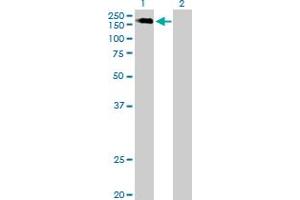 Western Blot analysis of MET expression in transfected 293T cell line by MET MaxPab polyclonal antibody.