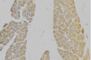 ABIN6276630 at 1/100 staining Human pancreas tissue by IHC-P. (IL7R 抗体  (N-Term))