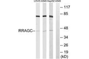 Western blot analysis of extracts from HepG2/A549/LOVO cells, using RRAGC Antibody. (GTR2 抗体  (AA 302-351))