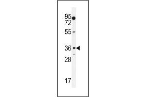 MOGT1 Antibody (C-term) (ABIN655264 and ABIN2844857) western blot analysis in K562 cell line lysates (35 μg/lane). (MOGAT1 抗体  (C-Term))
