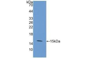 Western Blotting (WB) image for anti-Solute Carrier Family 2 (Facilitated Glucose Transporter), Member 1 (SLC2A1) (AA 251-329) antibody (ABIN7433228)
